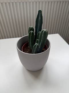 Augmented commerce capture reference