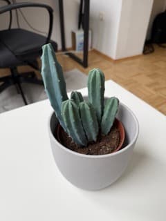 Augmented commerce capture reference