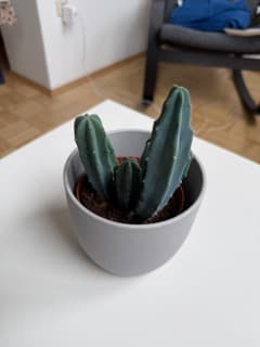 Augmented commerce capture reference