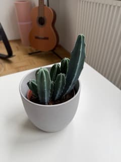 Augmented commerce capture reference